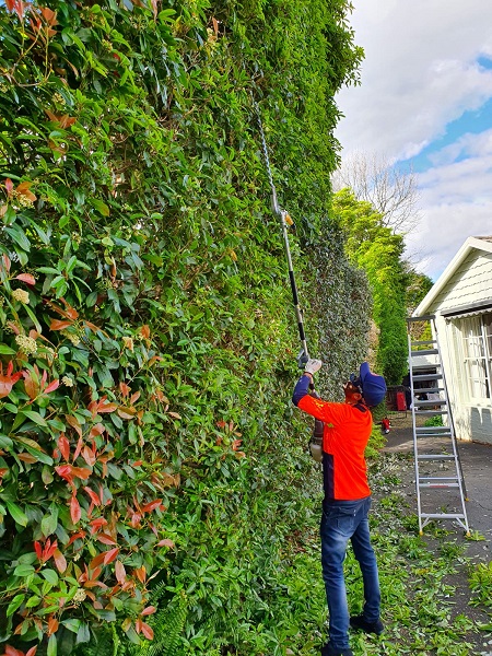 Hedging and Pruning Service image hedge care