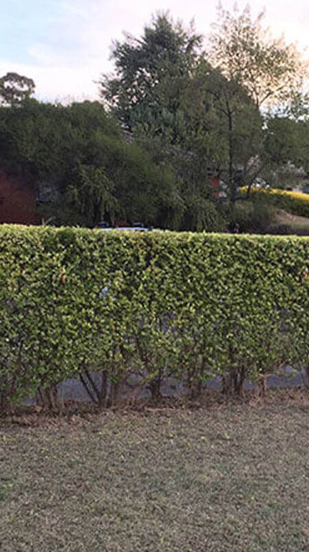 Hedging and Pruning Service Hedging and Pruning Service