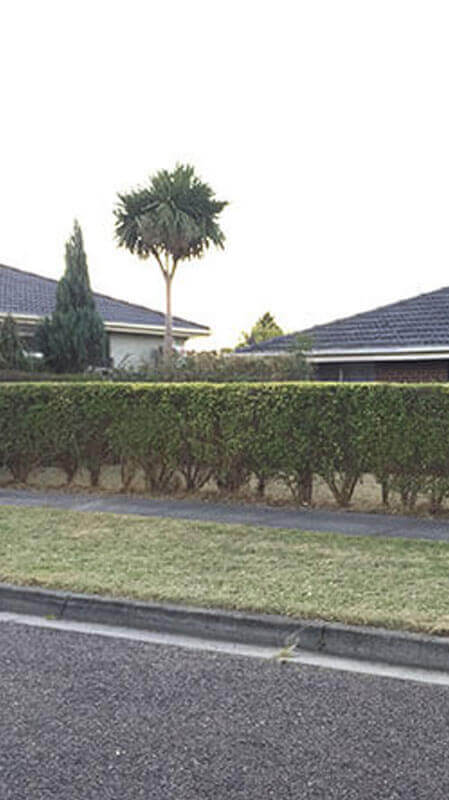 Hedging and Pruning Service Hedging and Pruning Service