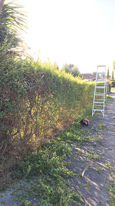 Hedging and Pruning Service