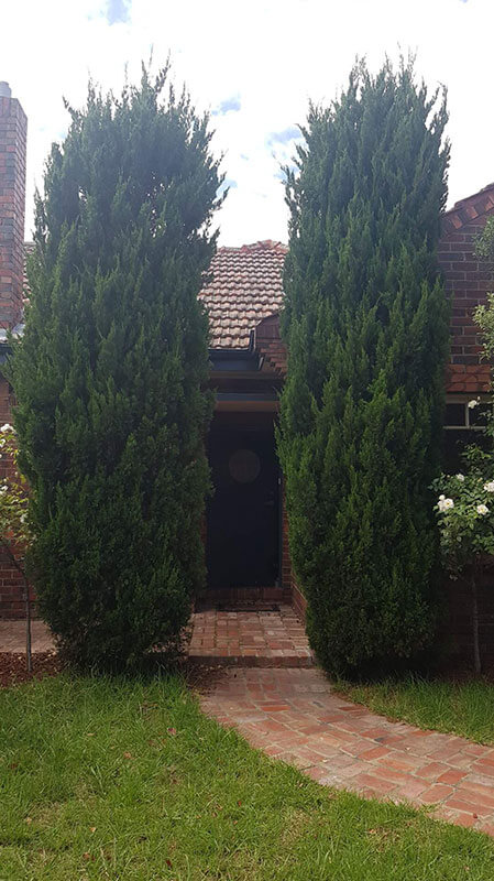 Hedging and Pruning Service Hedging and Pruning Service