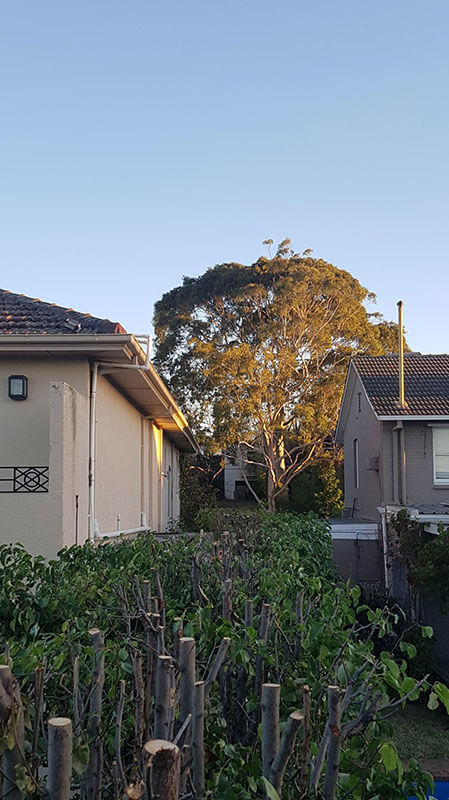 Hedging and Pruning Service Hedging and Pruning Service