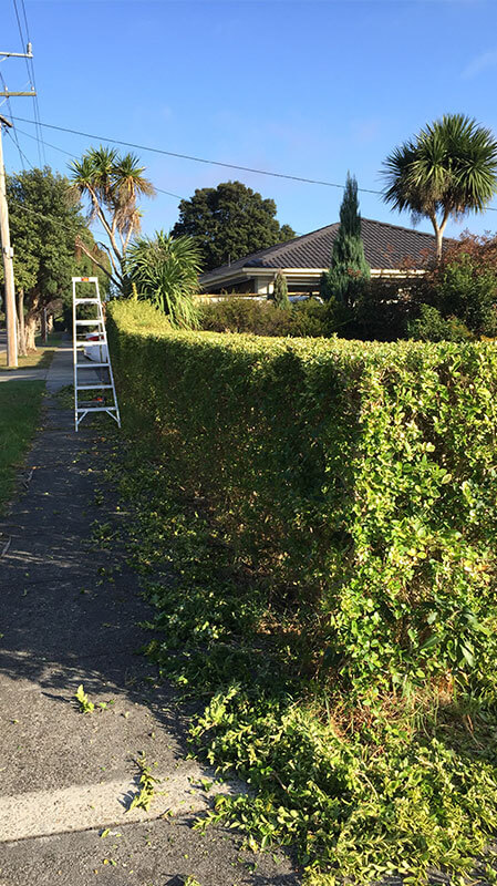 Hedging and Pruning Service Hedging and Pruning Service