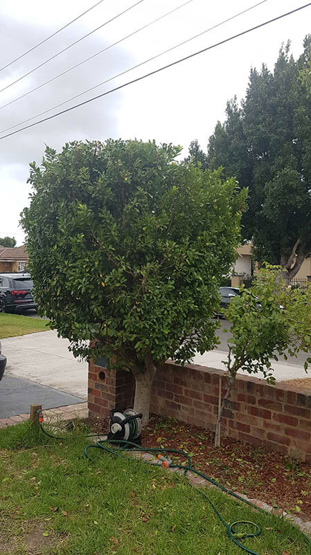 Hedging and Pruning Service