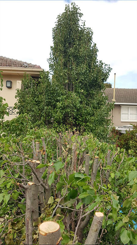 Hedging and Pruning Service