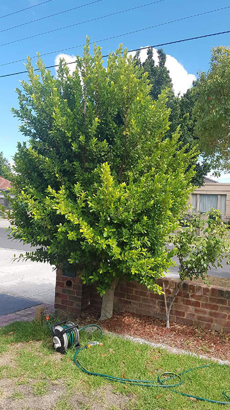 Hedging and Pruning Service Hedging and Pruning Service