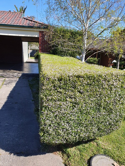 Hedging and Pruning Service Hedging and Pruning Service