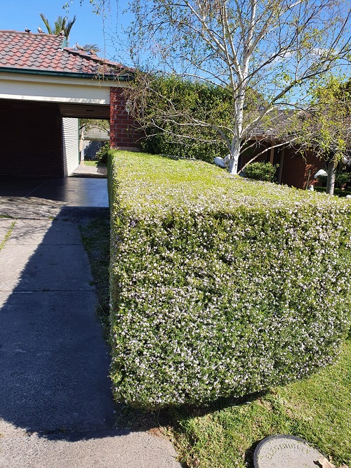 Hedging and Pruning Service