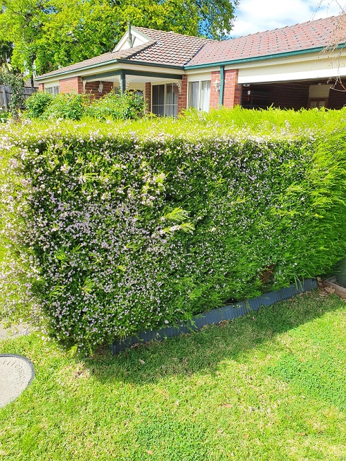 Hedging and Pruning Service