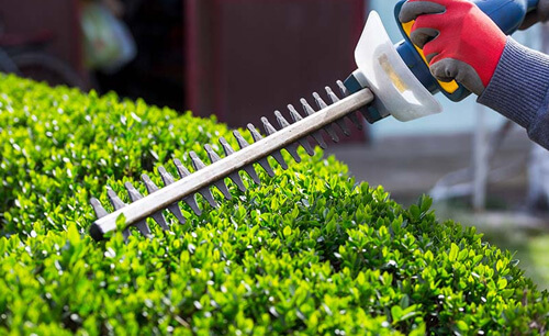 Gardening Services at cheap cost About Gardening Services