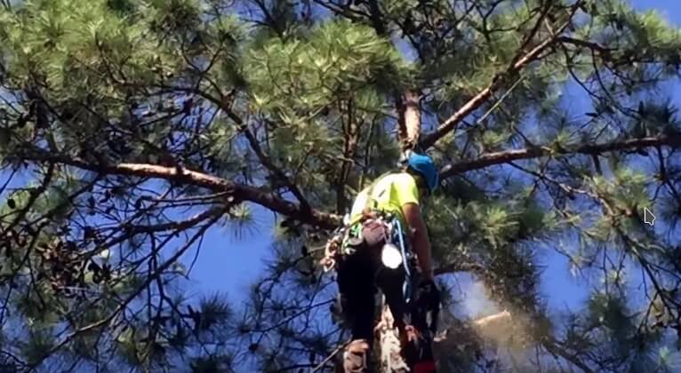 Tree Cutting Services Tree Cutting Services